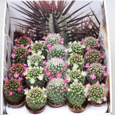 Кактус цветущий Маммиллярия – Mammillaria 1 горшок
