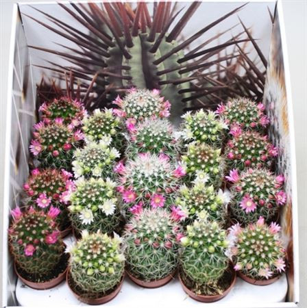 Кактус цветущий Маммиллярия – Mammillaria 1 горшок