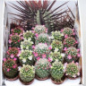 Кактус цветущий Маммиллярия – Mammillaria 1 горшок