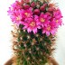 Кактус цветущий Маммиллярия – Mammillaria 1 горшок - Кактус цветущий Маммиллярия – Mammillaria 1 горшок