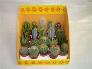 Кактус 1 горшок