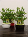 Дерево счастья - Лаки Бамбук - Lucky Bamboo