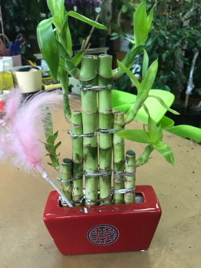 Дерево счастья - Лаки Бамбук - Lucky Bamboo - Дерево счастья - Лаки Бамбук - Lucky Bamboo