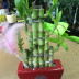 Дерево счастья - Лаки Бамбук - Lucky Bamboo - Дерево счастья - Лаки Бамбук - Lucky Bamboo