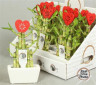 Дерево счастья - Лаки Бамбук - Lucky Bamboo