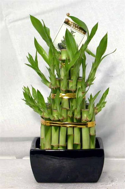Дерево счастья - Лаки Бамбук - Lucky Bamboo