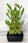 Дерево счастья - Лаки Бамбук - Lucky Bamboo