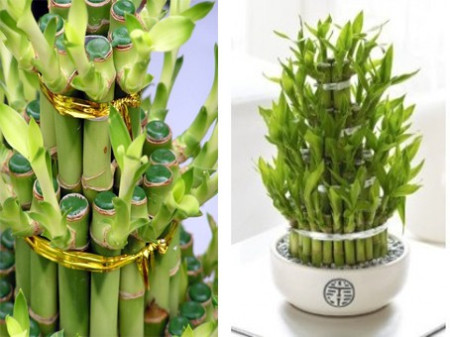 Дерево счастья - Лаки Бамбук - Lucky Bamboo