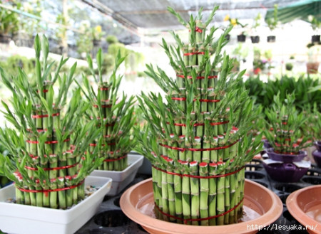 Дерево счастья - Лаки Бамбук - Lucky Bamboo