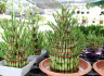 Дерево счастья - Лаки Бамбук - Lucky Bamboo