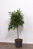 Фикус амстел кинг Ficus Amstel King