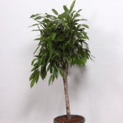 Фикус амстел кинг Ficus Amstel King