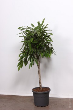 Фикус амстел кинг Ficus Amstel King 