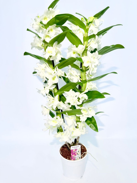 Орхидея Дендробиум Orchidea Dendrobium,, Дендробиум, Орхидея дендробиум, Уход за дендробиумом, Размножение дендробиума, Полив дендробиума, Удобрения для дендробиума, Цветение дендробиума, Сорта дендробиума. Условия для дендробиума, Комнатные растения
