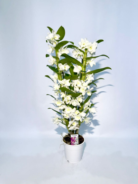 Орхидея Дендробиум Orchidea Dendrobium,, Дендробиум, Орхидея дендробиум, Уход за дендробиумом, Размножение дендробиума, Полив дендробиума, Удобрения для дендробиума, Цветение дендробиума, Сорта дендробиума. Условия для дендробиума, Комнатные растения
