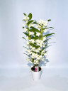 Орхидея Дендробиум Orchidea Dendrobium комнатный цветок