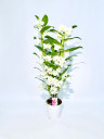 Орхидея Дендробиум Orchidea Dendrobium комнатный цветок
