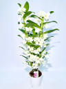 Орхидея Дендробиум Orchidea Dendrobium комнатный цветок