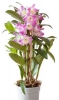 Орхидея Дендробиум Orchidea Dendrobium