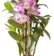 Орхидея Дендробиум Orchidea Dendrobium