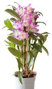 Орхидея Дендробиум Orchidea Dendrobium Наименование лат. Dendrobium  Период декоративности круглый год Температура гибриды D. nobile предпочитают прохладные условия, Д. Фаленопсис и его гибриды выращивают только в теплых оранжереях Высота макс., м. 1.0 Влажность около 60% Полив в период роста - умеренный, переувлажнение или пересыхание земляного кома может привести к повреждению растения Освещение яркий рассеянный свет без прямых солнечных лучей. Размножение воздушными отпрысками; они часто появляются вследствие неправильного ухода.  Подкормка в период роста каждые две недели вносят цветочные удобрения в концентрации, наполовину меньшей, чем рекомендовано в инструкции Проблемы поражается трипсами и паутинным клещиком, следует избегать переувлажнения, иначе может начаться загнивание корней.   Семейство орхидных. Родина Юго-восточная Азия, Австралия, и острова Тихого океана. Обширный род, насчитывающий около полуторы тысячи видов. Дендробиум - в силу природных условий, растение с ярко выраженным периодом покоя. Поэтому после вызревания псевдобульбы, когда она достигает 30-40 см, полив сокращают. В культуре распространено несколько видов дендробиума и их гибриды, различные по окраске цветков. Все они в целом считаются довольно требовательныимы в уходе растениями.  