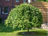 ИВА КОЗЬЯ "ПЕНДУЛА"  SALIX CAPREA "PENDULA"