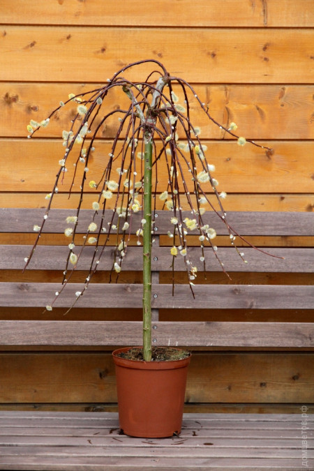 ИВА КОЗЬЯ "ПЕНДУЛА"  SALIX CAPREA "PENDULA"