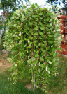 ИВА КОЗЬЯ "ПЕНДУЛА"  SALIX CAPREA "PENDULA"