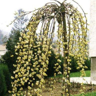 ИВА КОЗЬЯ "ПЕНДУЛА"  SALIX CAPREA "PENDULA" - ИВА КОЗЬЯ "ПЕНДУЛА"  SALIX CAPREA "PENDULA"