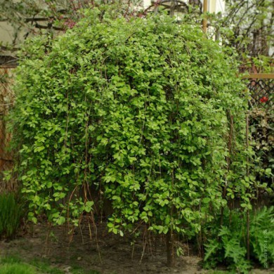 ИВА КОЗЬЯ "ПЕНДУЛА"  SALIX CAPREA "PENDULA" - ИВА КОЗЬЯ "ПЕНДУЛА"  SALIX CAPREA "PENDULA"