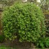 ИВА КОЗЬЯ "ПЕНДУЛА"  SALIX CAPREA "PENDULA" - ИВА КОЗЬЯ "ПЕНДУЛА"  SALIX CAPREA "PENDULA"