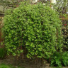 ИВА КОЗЬЯ "ПЕНДУЛА"  SALIX CAPREA "PENDULA"