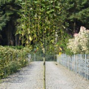 ИВА КОЗЬЯ "ПЕНДУЛА"  SALIX CAPREA "PENDULA"