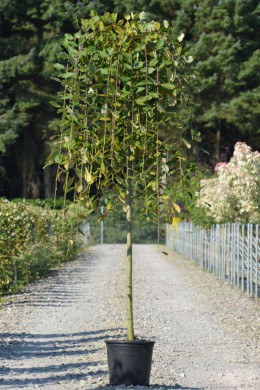 ИВА КОЗЬЯ "ПЕНДУЛА"  SALIX CAPREA "PENDULA" - ИВА КОЗЬЯ "ПЕНДУЛА"  SALIX CAPREA "PENDULA"