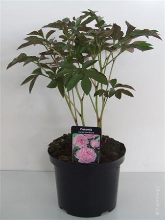 Пион Paeonia Lactiflora Grp 