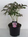 Пион Paeonia Lactiflora Grp 