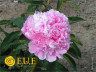 Пион Paeonia Lactiflora Grp 