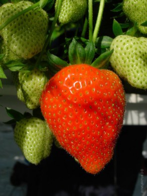 Земляника крупноплодная Fragaria  Ostara - Земляника крупноплодная Fragaria  Ostara