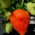 Земляника крупноплодная Fragaria  Ostara - Земляника крупноплодная Fragaria  Ostara