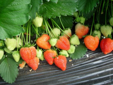 Земляника крупноплодная Fragaria  Ostara - Земляника крупноплодная Fragaria  Ostara