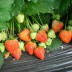 Земляника крупноплодная Fragaria  Ostara - Земляника крупноплодная Fragaria  Ostara