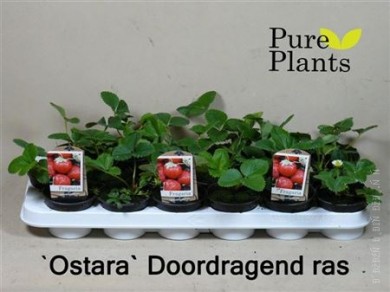 Земляника крупноплодная Fragaria  Ostara - Земляника крупноплодная Fragaria  Ostara