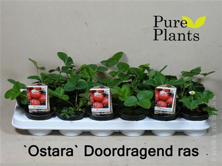 Земляника крупноплодная Fragaria  Ostara