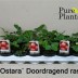 Земляника крупноплодная Fragaria  Ostara - Земляника крупноплодная Fragaria  Ostara