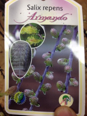 Ива ползучая серебристая Salix repens Armando - Ива ползучая серебристая Salix repens Armando