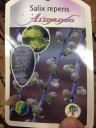 Ива ползучая серебристая Salix repens Armando