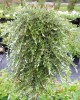 Ива ползучая серебристая Salix repens Armando