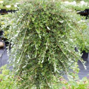 Ива ползучая серебристая Salix repens Armando