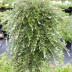 Ива ползучая серебристая Salix repens Armando - Ива ползучая серебристая Salix repens Armando