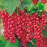 Красная смородина Ribes rubrum Rovada